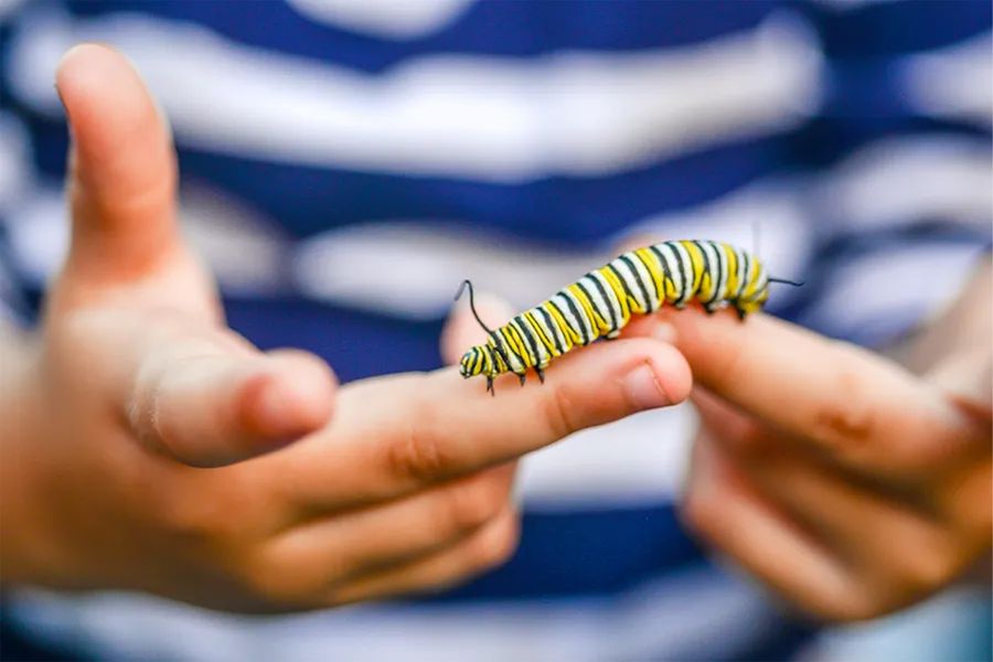 A close-up of a little boy’s hands holding a colourful caterpillar, inspiring Photobox spring photography tips for capturing small spring details, texture and close-up spring photo ideas.