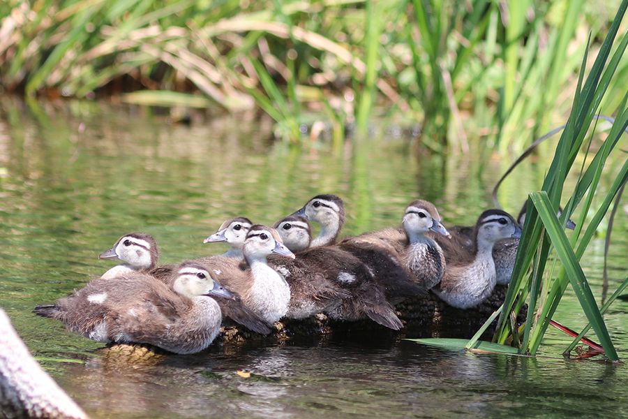 A group of ducklings huddled together by the side of a pond, inspiring Photobox spring photography tips for capturing spring wildlife and the small nature moments of the season.