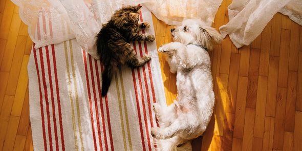 The ultimate gift guide for pet lovers