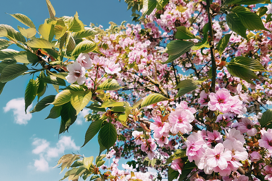 Looking up at a canopy of cherry blossoms at Kew Gardens in London, showcasing diverse cherry tree varieties with Photobox.