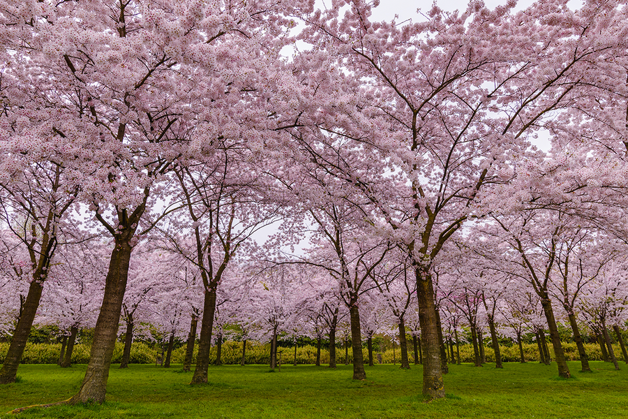 Cherry blossom trees in full bloom at Bloesempark in Amsterdam, highlighting cherry blossom season and spring photography tips with Photobox.