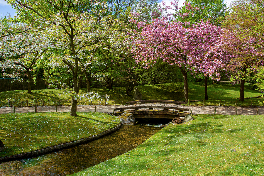 Pink cherry blossoms reflecting in the water at the Japanese Garden in Hasselt, illustrating peaceful spring travel ideas with Photobox.