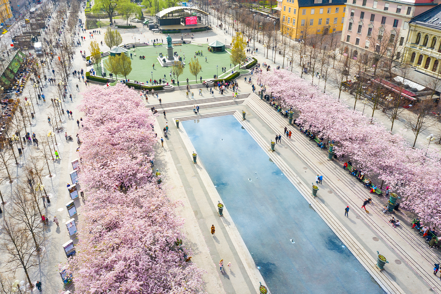 A pink canopy of cherry blossoms at Kungsträdgården in Stockholm, showcasing top cherry blossom spots in Europe with Photobox.