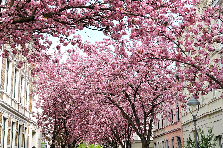 The dramatic pink cherry blossom tunnel over Heerstrasse in Bonn, demonstrating spectacular spring city photography with Photobox.
