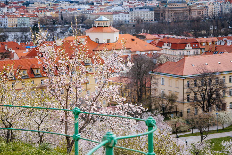 Cherry blossoms on Petřín Hill framing the red rooftops of Prague, showing one of the best places to see cherry blossoms in Europe with Photobox.