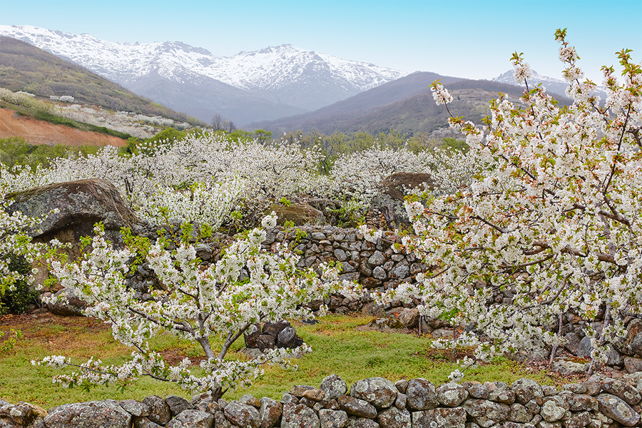 A vast landscape of white cherry blossoms in the Jerte Valley, Spain, capturing the scale of cherry blossom season with Photobox.