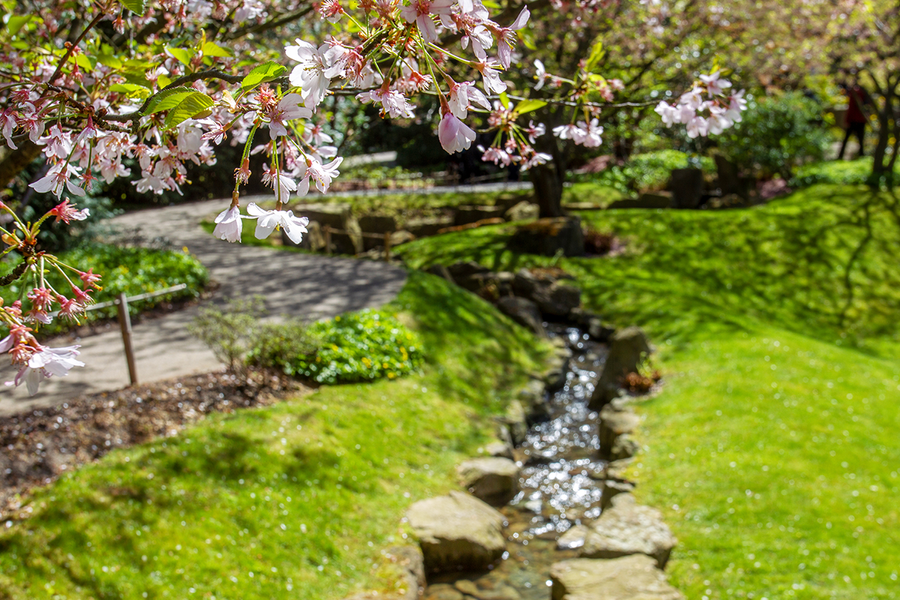 Cherry blossoms near a traditional tea house at the Gardens of the World in Berlin, illustrating tranquil spring escapes with Photobox.
