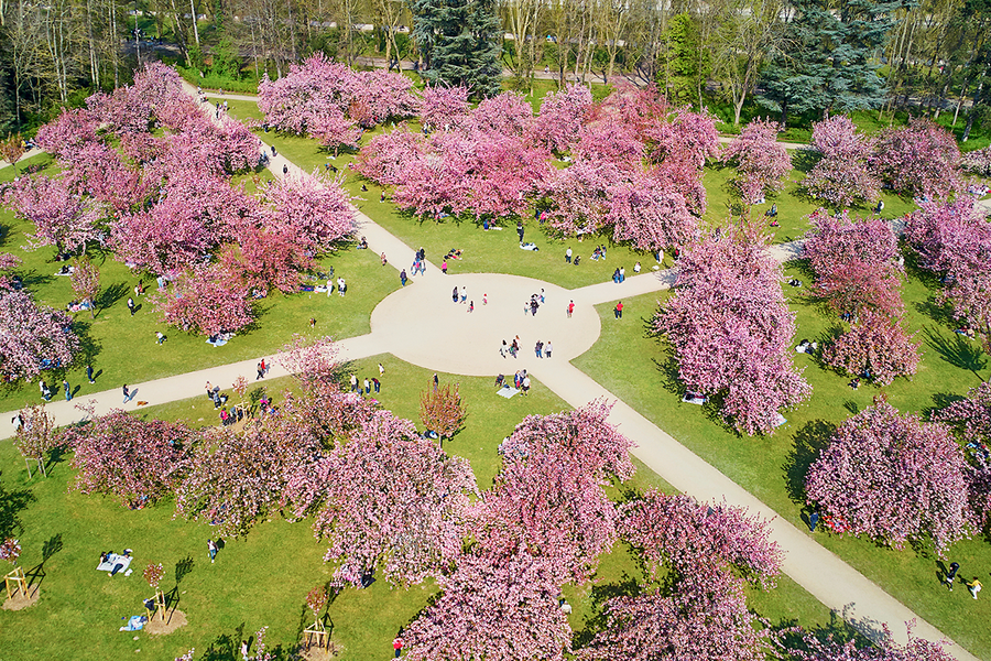 Symmetrical paths lined with pink cherry trees at Parc de Sceaux near Paris, perfect for capturing spring magic with Photobox.