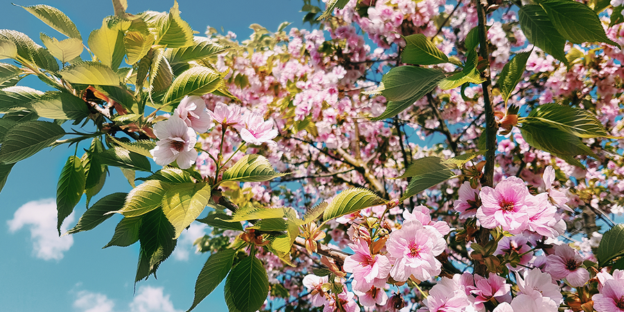 Looking up at a canopy of cherry blossoms at Kew Gardens in London, showcasing diverse cherry tree varieties with Photobox.