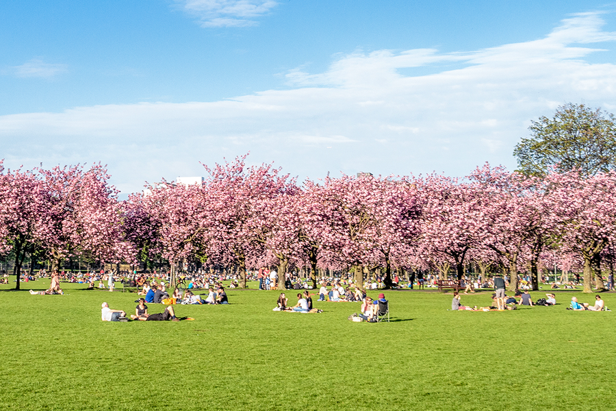 A path lined with pink cherry blossom trees in The Meadows, Edinburgh, showing one of the best places to see cherry blossoms in the UK with Photobox.