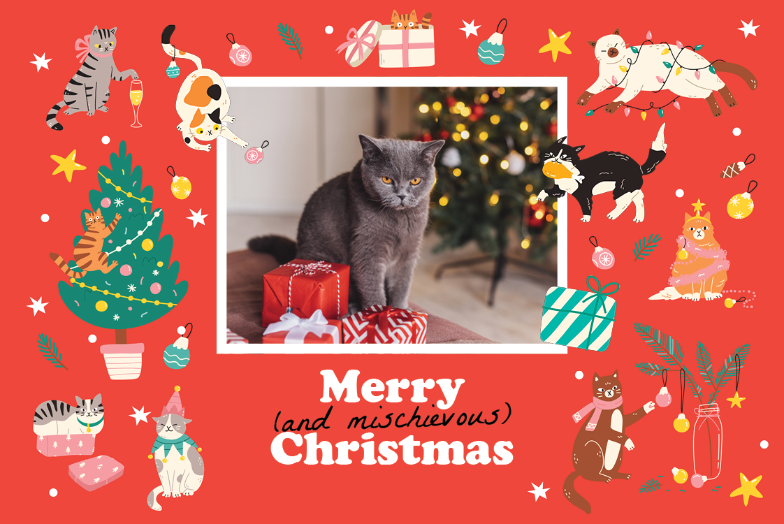 Cards — Mischievous cat