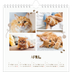 Square calendars  — Playful kitten [April]
