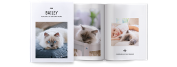 Photo Books — Kitten portrait